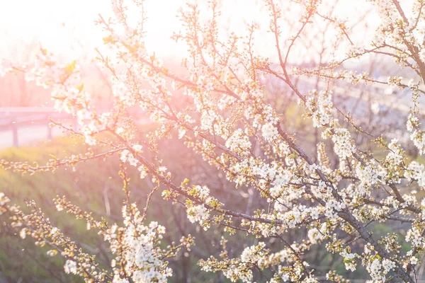 Wiosenne Kwitnienie Białych Kwiatów Wiśni Ogrodzie Promieniach Światła — Zdjęcie stockowe
