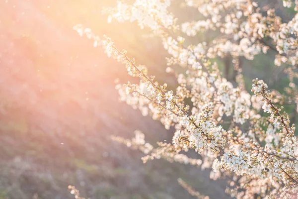 Wiosenne Kwitnienie Białych Kwiatów Wiśni Ogrodzie Promieniach Światła — Zdjęcie stockowe