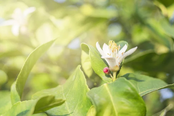 Çiçekli Limon Dalları Çiçek Açan Ağaçlar — Stok fotoğraf
