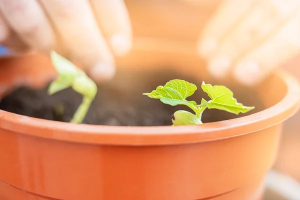 stock image Hand planting young plant in a big pot. Lifestyle.