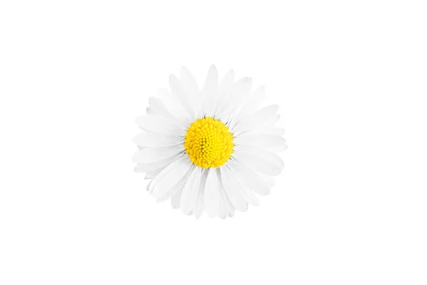 Une Fleur Marguerite Blanche Isolée Sur Fond Blanc — Photo
