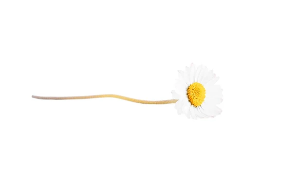 Ein Weißes Gänseblümchen Blume Isoliert Auf Weißem Hintergrund — Stockfoto