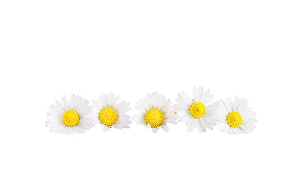 Marguerites Blanches Fleurs Isolées Sur Fond Blanc — Photo