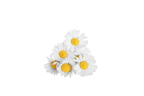 Marguerites Blanches Fleurs Isolées Sur Fond Blanc — Photo