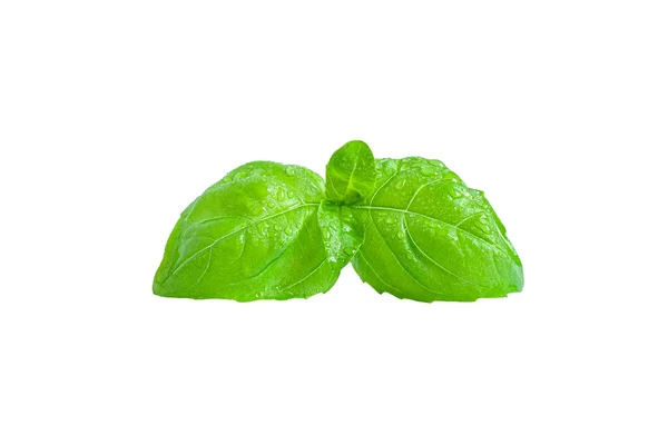 stock image Fresh basil leaf isolated on white background. Basil herb