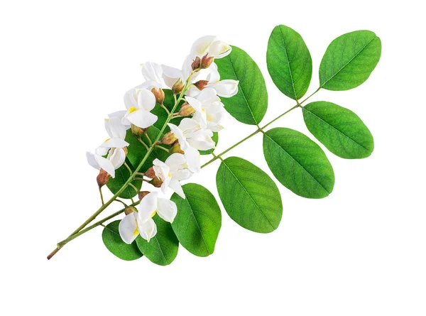 白地に白いアカシアの花を咲かせ — ストック写真