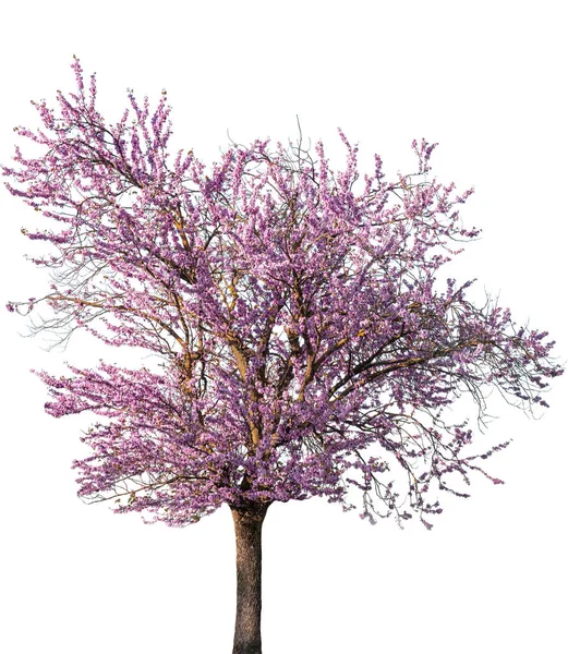 白い背景に孤立した木の上のピンクの花 — ストック写真