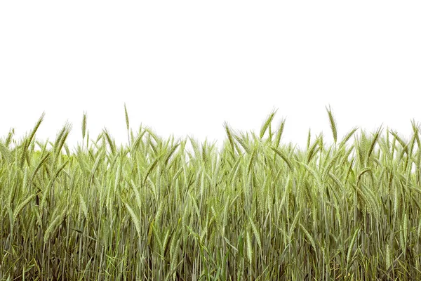 Fresh Green Wheat Field Isolated White Background — Stock Photo, Image