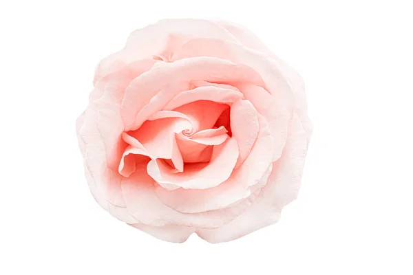 Ανοιχτό Όμορφο Απαλό Ροζ Τριαντάφυλλο Ανθίσει Απομονώνονται Λευκό Φόντο Εικόνα Αρχείου