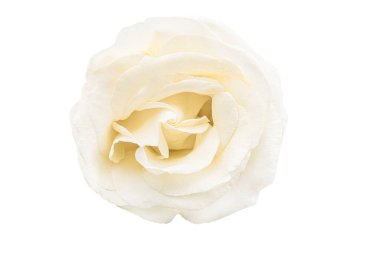 Beyaz arka planda izole edilmiş güzel, yumuşak, beyaz bir gül çiçeği..