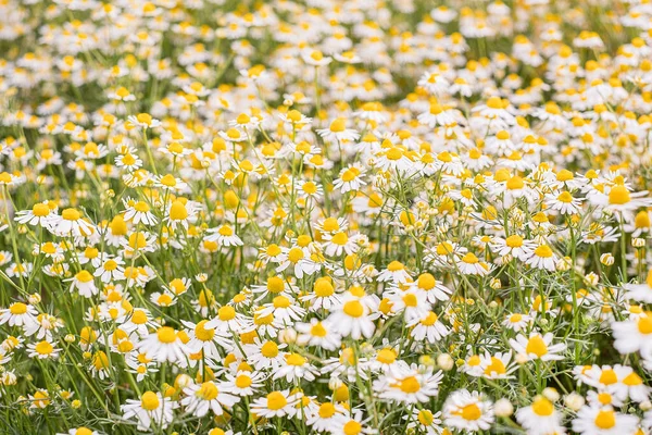 Camomila Selvagem Campo Primavera Flor Verão Florescendo Flor Campo Contexto — Fotografia de Stock