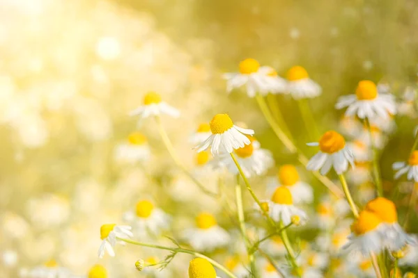 Zamknąć Rumianek Lub Stokrotki Łące Wiosna Lub Lato Kwitnie Kwiat — Zdjęcie stockowe