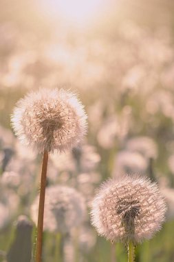 Çayırda güneş ışığı altında karahindibalar. Dikey