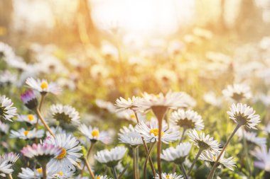 Papatya çiçeği tarlası. Doğada papatyayı yakın çekim. Güneş ışığında çiçekler..