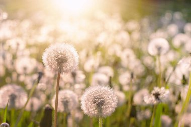 Dandelions güneş ışığı arka plan, çayır üzerinde.