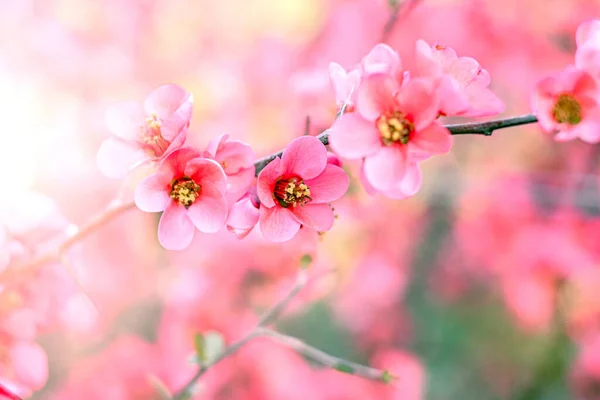 Gently pink flowers of outdoors in summer spring close-up on soft background. Delicate dreamy image of beauty of nature.
