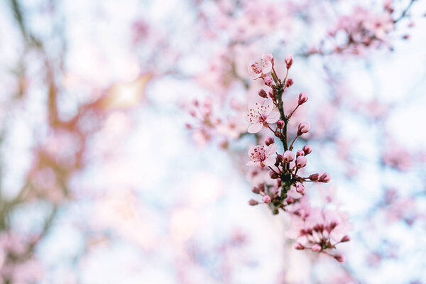 Цветущая вишня на фоне природы. Весна розовые цветы. Копирование пространства.