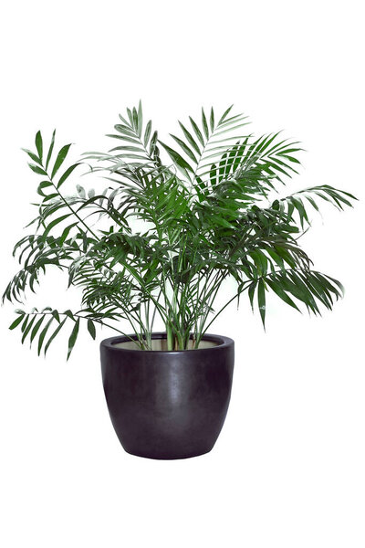 Kentia Palm Tree grey in black pot. Houseplant isolated on white background.