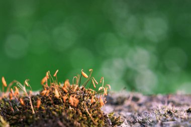 Yeşil arka planda beton üzerinde çiçek açan makro yosun