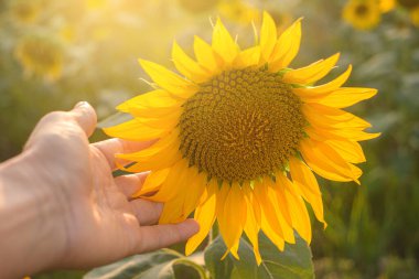 Ayçiçeği tarlası. Ellerini yavaşça ayçiçeğine yaklaştır. Kırsal alan.