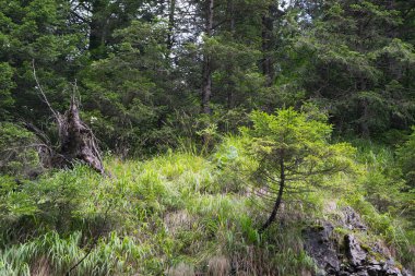 Tatra Mountains. View of the mountain river, waterfall in the mountains.