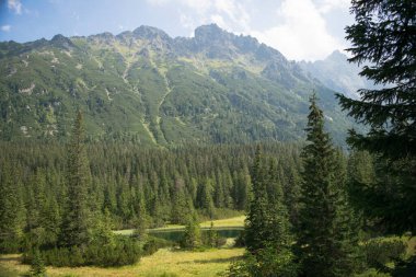 Tatra Mountains. View of the mountains covered with forest.