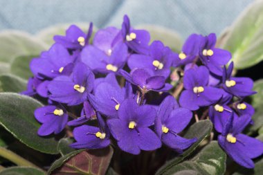 Potted African Violet. Saintpaulia ionantha isolated on white background.