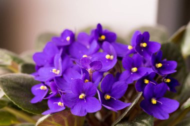 Potted African Violet. Saintpaulia ionantha isolated on white background.