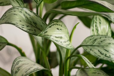 Close-up of green Aglaonema leaves with abstract patterns of lush foliage plants. Wallpaper