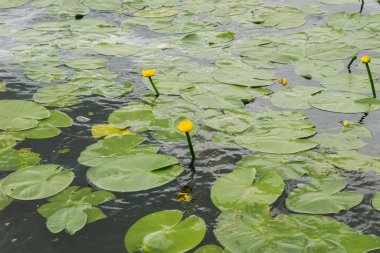 Top view of water lilies with yellow flowers in a pond in park. Horizontal orientation.