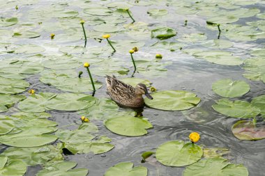 Ördekler, sarı çiçekli yeşil nilüfer yapraklarının arasında yüzerler. Gökyüzü mavi sularda dalgalanmalarla yansır. Yukarıdan bak. Yaz neşesi manzarası.