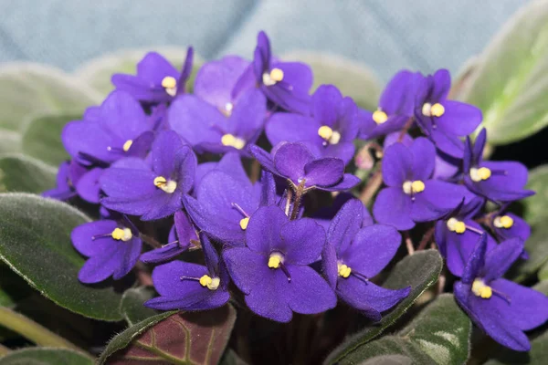 Potted African Violet. Saintpaulia ionantha isolated on white background.