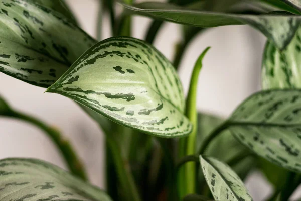 Close-up of green Aglaonema leaves with abstract patterns of lush foliage plants. Wallpaper