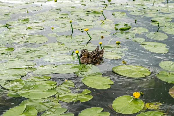 ducks swim in pond among green leaves of water lilies with yellow flowers. Sky is reflected in blue water with ripples. View from above. Summer perk landscape.