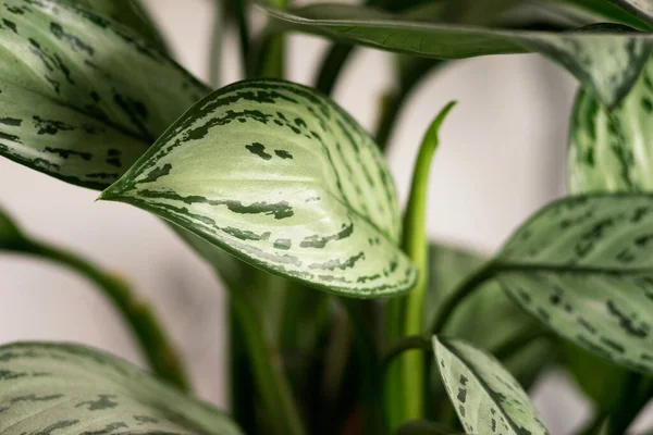 Close Green Aglaonema Leaves Abstract Patterns Lush Foliage Plants Wallpaper Royaltyfria Stockfoton