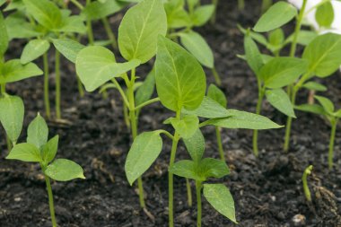 Yerin manzarası tatlı biber filizleri filizleniyor..