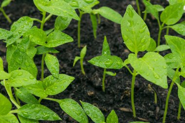 Yerin manzarası tatlı biber filizleri filizleniyor..