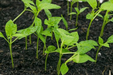 Yerin manzarası tatlı biber filizleri filizleniyor..