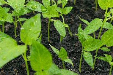 Yerin manzarası tatlı biber filizleri filizleniyor..