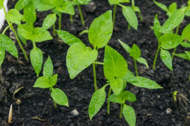 Yerin manzarası tatlı biber filizleri filizleniyor..