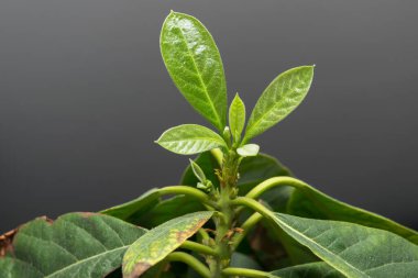 Avokado. Gri arka planda genç bir avokado ağacının yeşil yaprakları