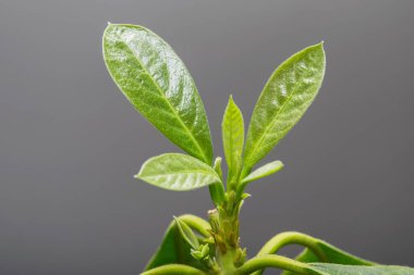 Avokado. Gri arka planda genç bir avokado ağacının yeşil yaprakları