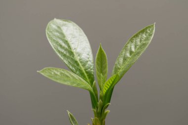 Avokado. Gri arka planda genç bir avokado ağacının yeşil yaprakları