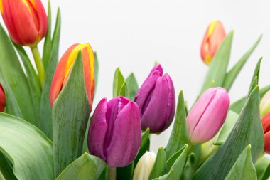 Renkli laleler kapanıyor, bahar çiçekleri hafif arkaplanda