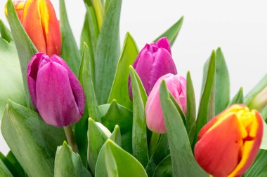 Renkli laleler kapanıyor, bahar çiçekleri hafif arkaplanda