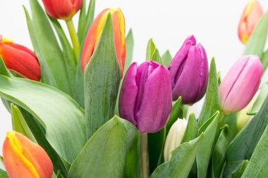 Renkli laleler kapanıyor, bahar çiçekleri hafif arkaplanda