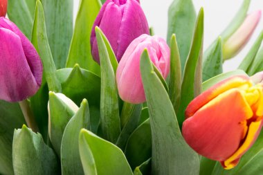 Renkli laleler kapanıyor, bahar çiçekleri hafif arkaplanda