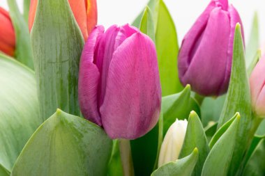 Renkli laleler kapanıyor, bahar çiçekleri hafif arkaplanda