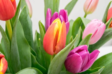 Renkli laleler kapanıyor, bahar çiçekleri hafif arkaplanda