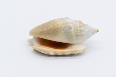Close-up view of a sea shell on a white background.